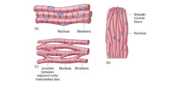 Define Functions Of These Muscle Tissue Medical Terms Flashcards